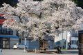 中山平温泉駅前の大桜