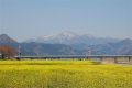 鳴子温泉　川渡の菜の花と花渕山の残雪