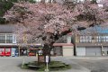 鳴子温泉　中山平温泉駅前の桜