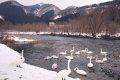 鳴子温泉車湯(江合川)