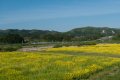 江合川